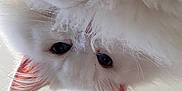 Harold a rejoint le concours — aidez-le/la à gagner de superbes lots ! angora, animal, bodypart, canine, cat, dog, eskimodog, indoors, kitten, manx, mouth, person, pet, siamese, snout, tongue, white, whitedog
