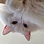 angora, animal, bodypart, canine, cat, dog, eskimodog, indoors, kitten, manx, mouth, person, pet, siamese, snout, tongue, white, whitedog