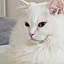 Harold a rejoint le concours — aidez-le/la à gagner de superbes lots ! angora, animal, cat, kitten, manx, pet, siamese, white