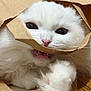 angora, animal, bag, box, canine, cardboard, carton, cat, dog, hardwood, indoors, kitten, manx, paper, person, pet, puppy, siamese, sleeping, wood