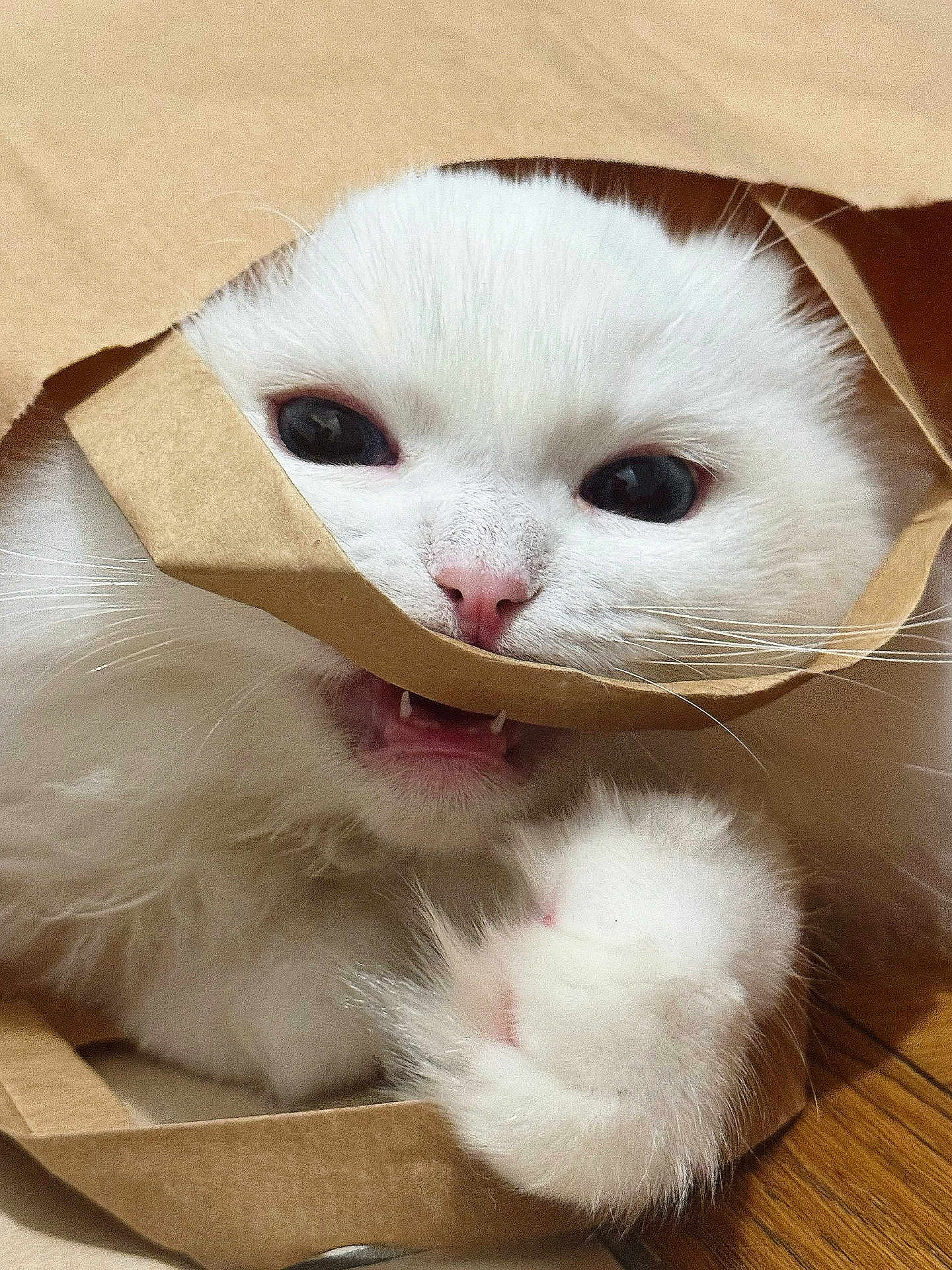 Harold a rejoint le concours — aidez-le/la à gagner de superbes lots ! angora, animal, bag, box, canine, cardboard, carton, cat, dog, hardwood, indoors, kitten, manx, paper, person, pet, puppy, siamese, sleeping, wood