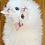Harold participe au concours pour gagner de l'argent avec cette photo : angora, animal, canine, cat, dog, doll, eskimodog, kitten, manx, pet, rabbit, snout, toy, white, whitedog