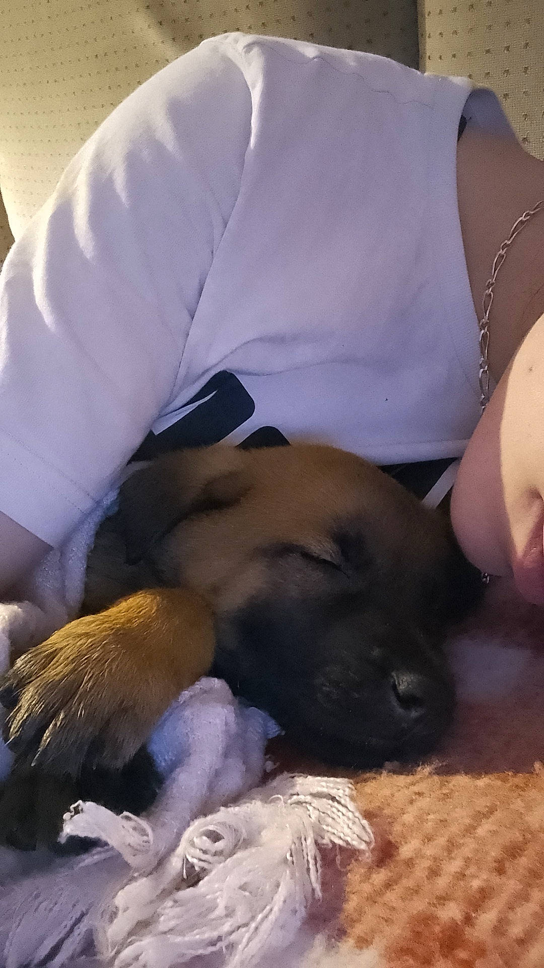 Django participe au concours pour gagner de l'argent avec cette photo : abdomen, canidae, carnivore, comfort, companion_dog, dog, dog_breed, fawn, fur, gesture, happy, human_leg, linens, nap, purple, snout, sporting_group, sunglasses, thigh, tree