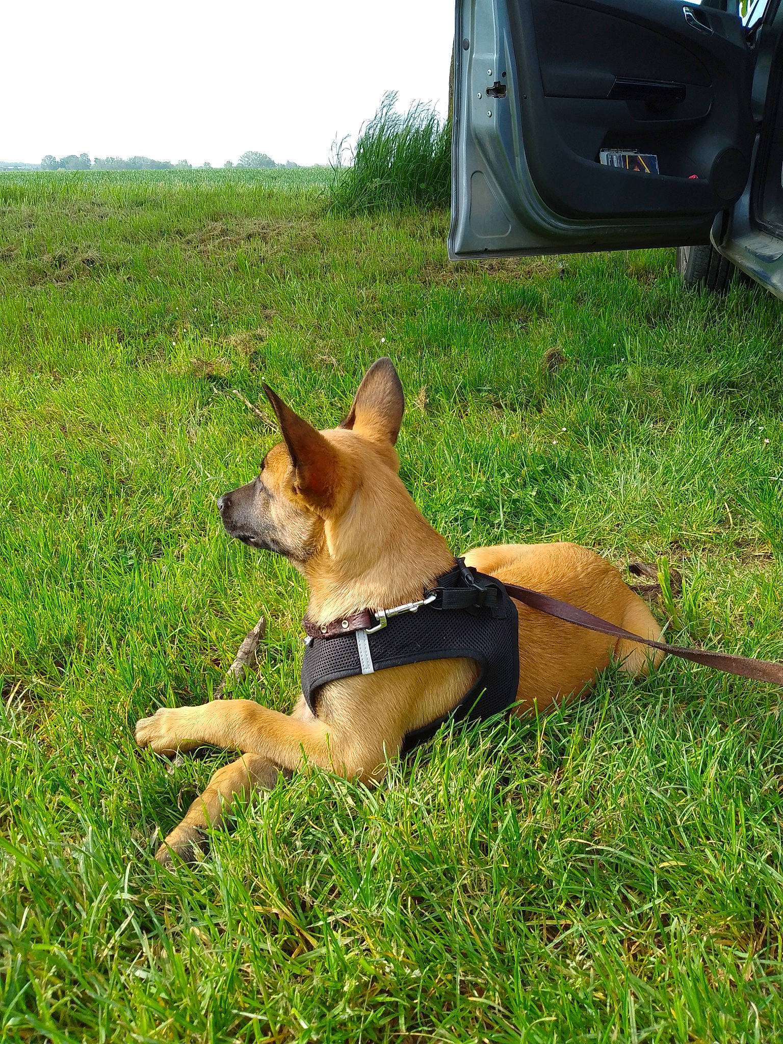 Django participe au concours pour gagner de l'argent avec cette photo : automotive_exterior, automotive_tire, boat, carnivore, collar, companion_dog, dog, dog_breed, dog_supply, fawn, fender, grass, herding_dog, plant, sky, sporting_group, tire, vehicle, vehicle_door, window