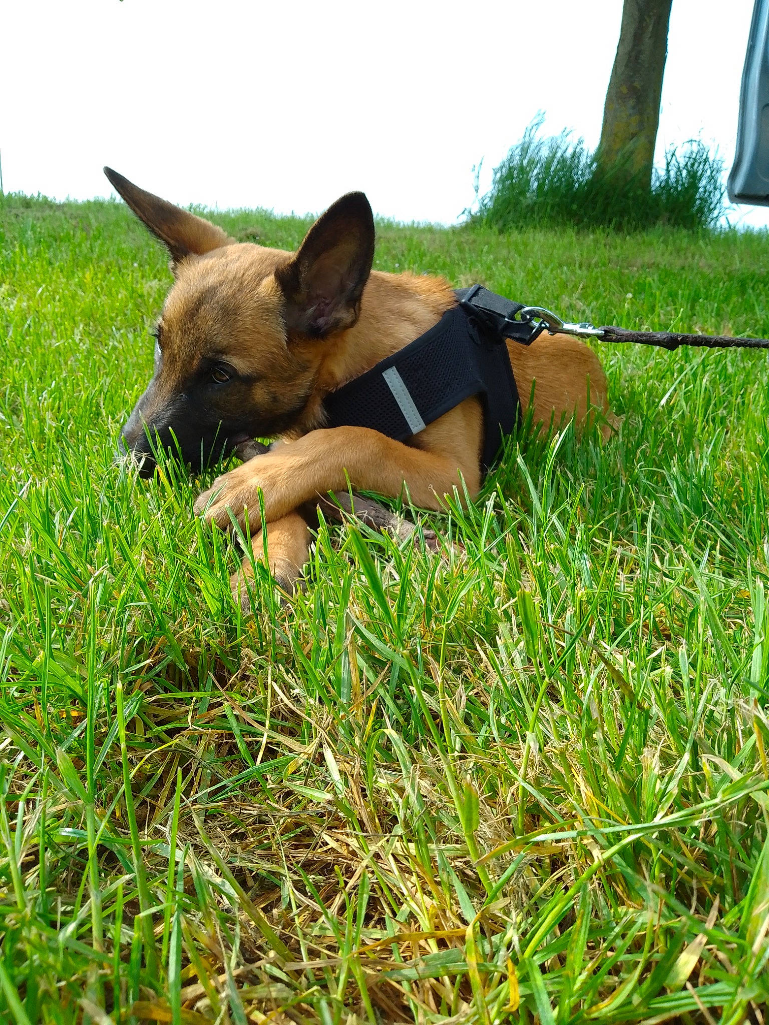 Django participe au concours pour gagner de l'argent avec cette photo : canidae, carnivore, companion_dog, dog, dog_breed, dog_supply, grass, grass_family, grassland, herbaceous_plant, herding_dog, pasture, people_in_nature, plant, prairie, recreation, sporting_group, terrestrial_animal, working_animal, working_dog