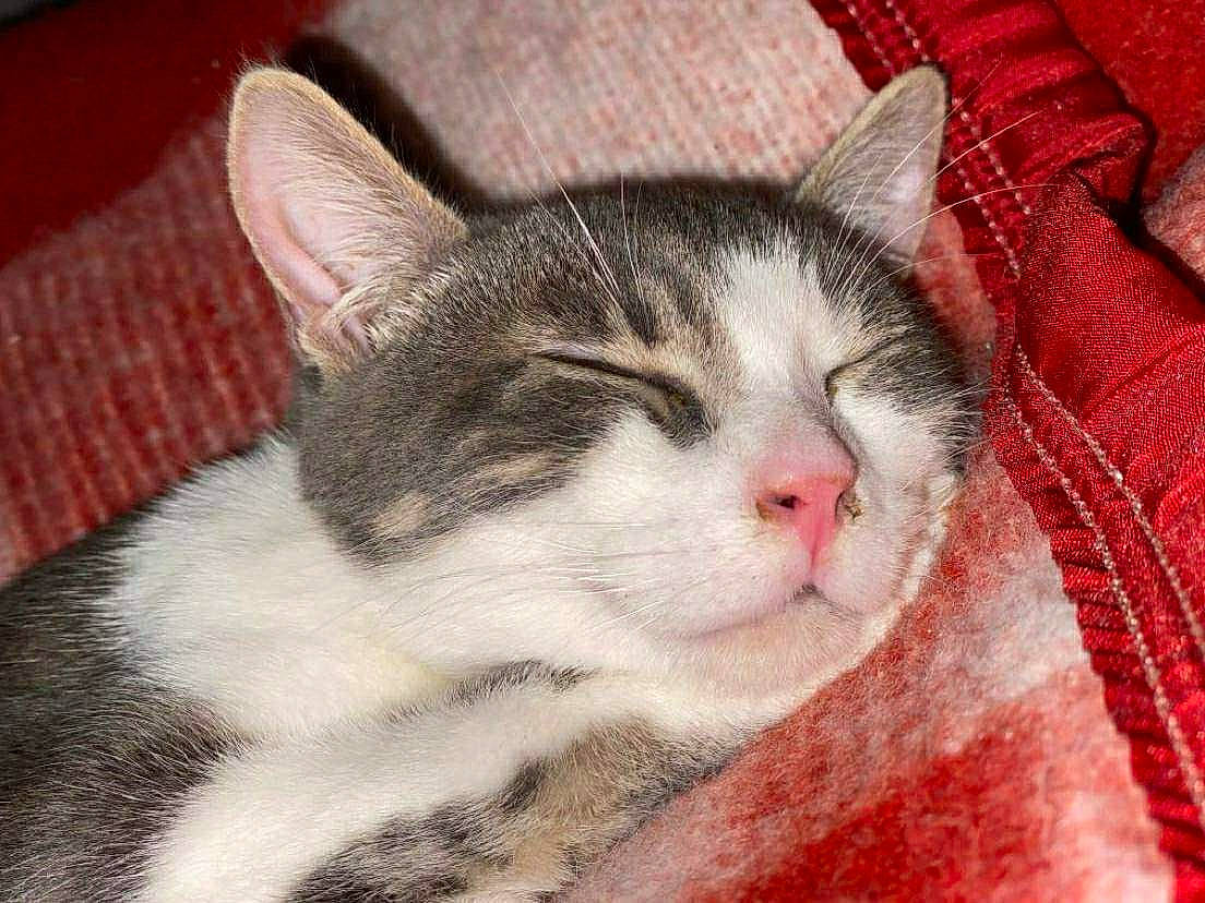 Moustique participe au concours pour gagner de l'argent avec cette photo : carnivore, cat, claw, comfort, domestic_short_haired_cat, eye, felidae, fur, nap, paw, sleep, small_to_medium_sized_cats, snout, tail, terrestrial_animal, whiskers