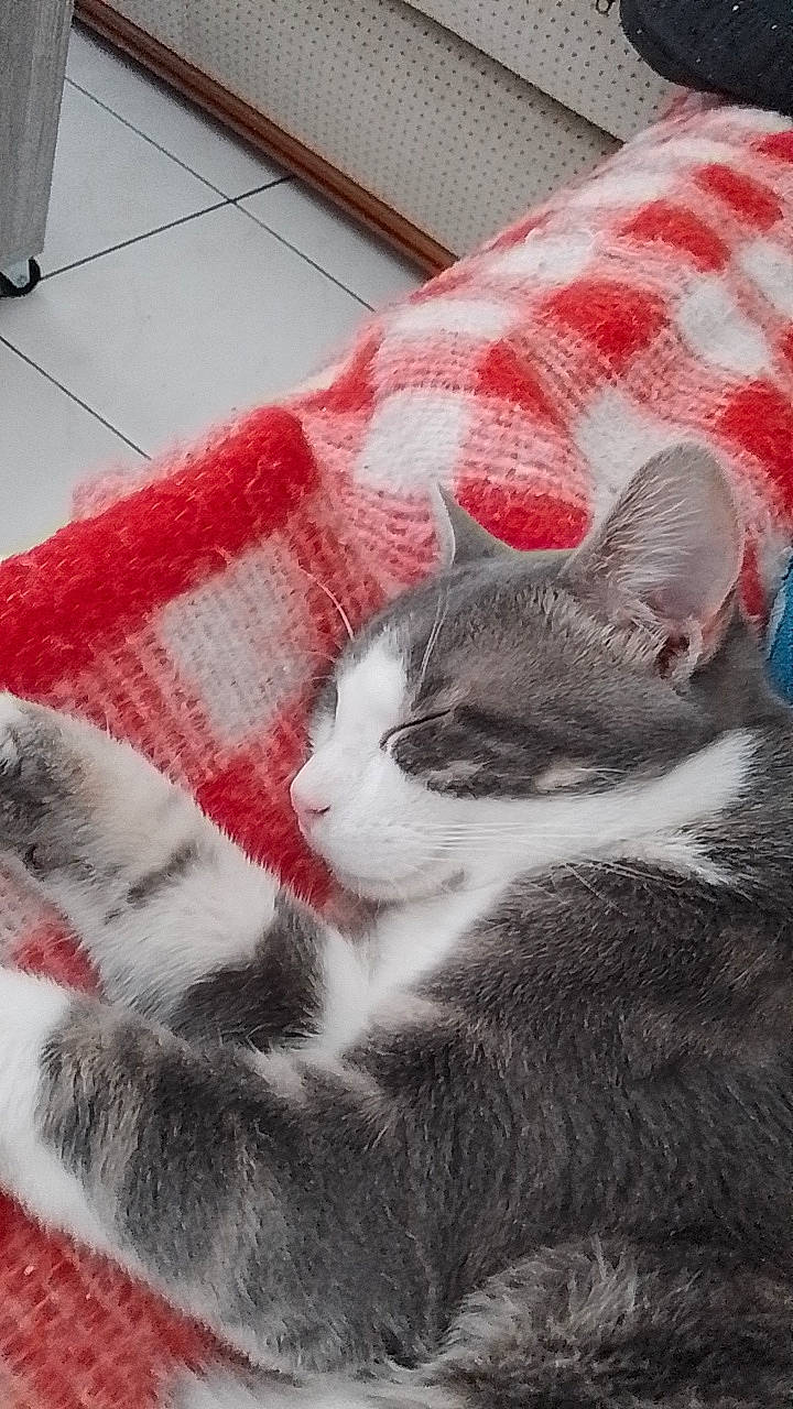 Moustique a rejoint le concours — aidez-le/la à gagner de superbes lots ! art, carmine, carnivore, cat, cat_supply, claw, comfort, domestic_short_haired_cat, felidae, flooring, fur, grey, nap, paw, small_to_medium_sized_cats, snout, tail, tile_flooring, tree, whiskers