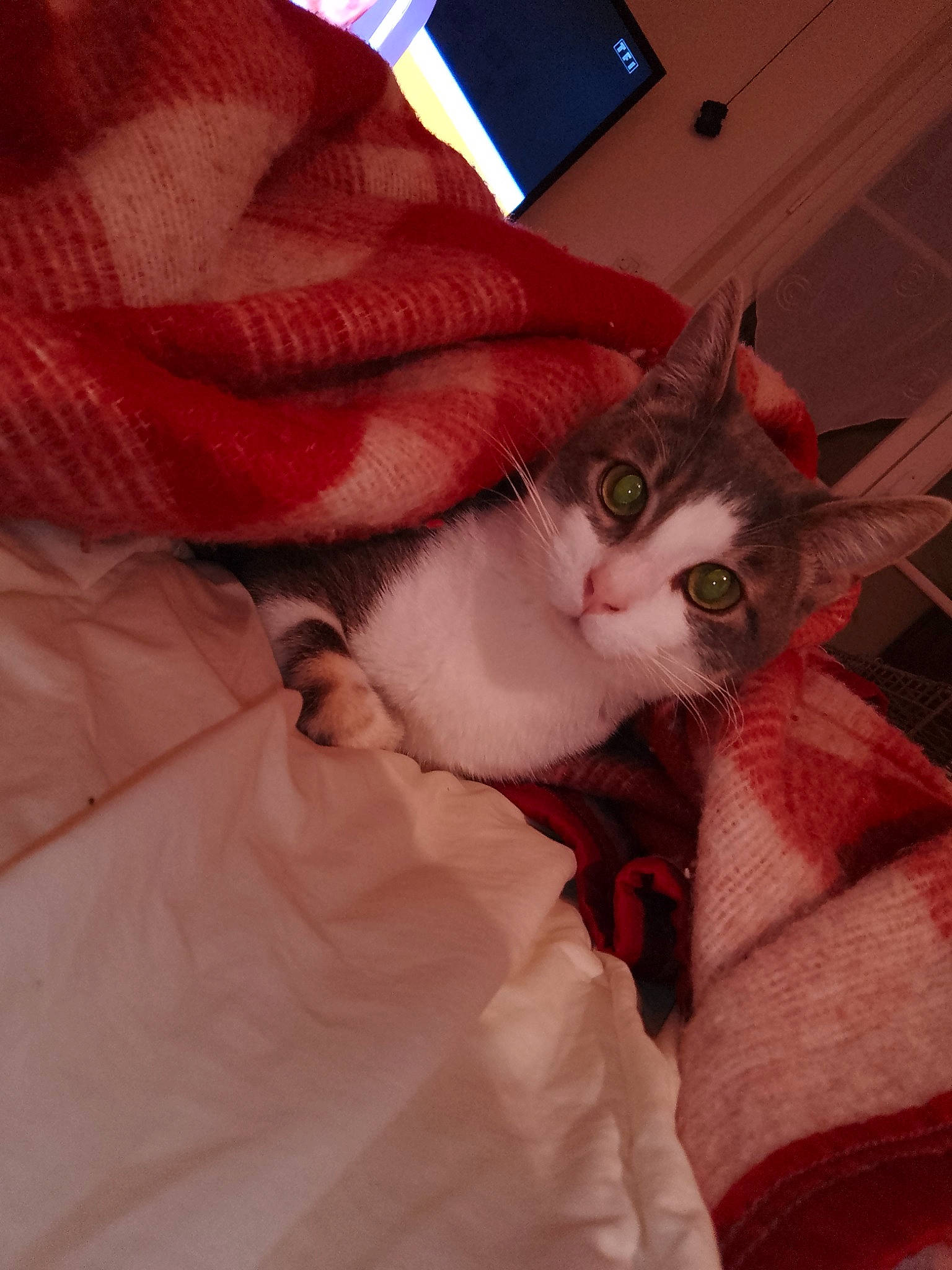 Moustique a rejoint le concours — aidez-le/la à gagner de superbes lots ! carnivore, cat, comfort, communication_device, domestic_short_haired_cat, fawn, felidae, fur, gadget, lap, laptop, linens, nail, paw, portable_communications_device, selfie, small_to_medium_sized_cats, tail, whiskers