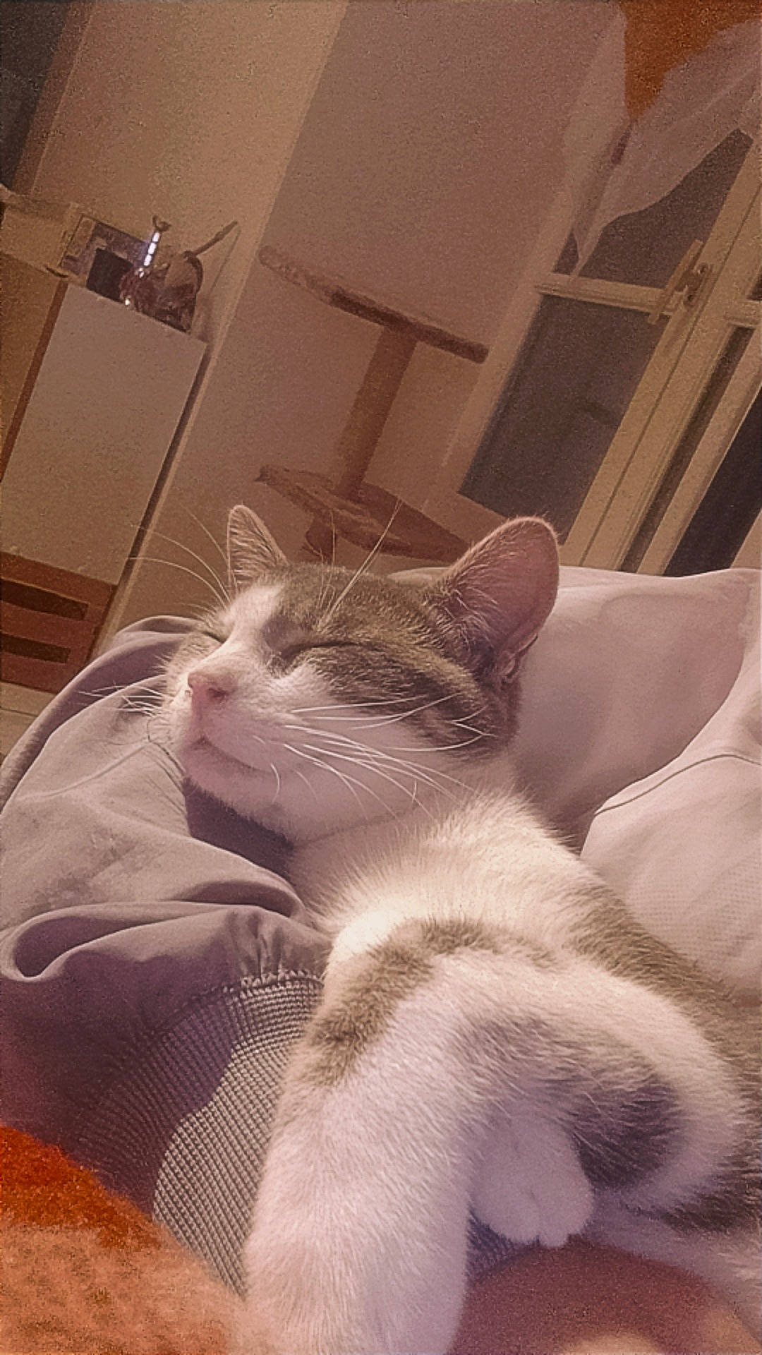 Moustique participe au concours pour gagner de l'argent avec cette photo : bed, bedding, carnivore, cat, comfort, domestic_short_haired_cat, eye, fawn, felidae, fur, head, jaw, linens, paw, room, small_to_medium_sized_cats, snout, tail, terrestrial_animal, whiskers