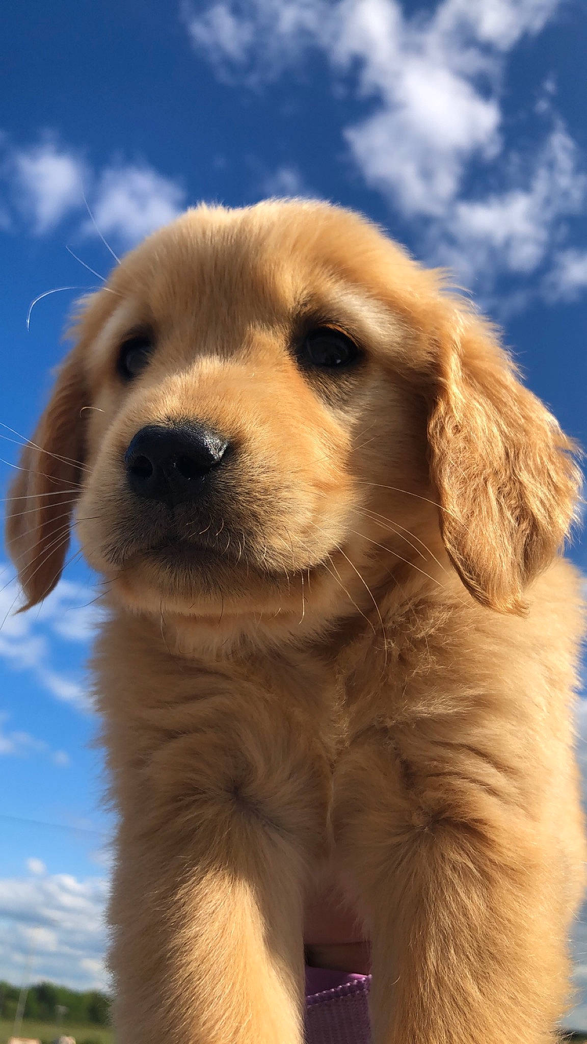 June joined the competition — help win amazing prizes! beige, blond, brown, carnivore, companion_dog, daytime, dog, dog_breed, fawn, fur, iris, liver, mammal, snout, sporting_group, sunlight, tan, vertebrate, whiskers, yellow