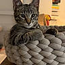 cat, kitten, tabby, pet, indoor, basket, knitted, cozy, furniture, collar, bell, curious, cute, animal, relaxed, wide_eyes, soft_lighting, home, background_blur, table