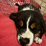 Pakkun a rejoint le concours — aidez-le/la à gagner de superbes lots ! puppy, dog, sleeping, close_up, tricolor, nose, fur, blanket, red, soft, cute, pet, animal, indoors, resting, peaceful, young, face, paw, cozy
