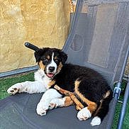 Pakkun a rejoint le concours — aidez-le/la à gagner de superbes lots ! puppy, dog, black, white, brown, fur, chair, stick, outdoor, grass, pet, cute, young, relaxed, mesh, animal, playful, resting, tongue, happy