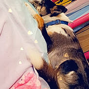Pocahontas joined the competition — help win amazing prizes! bed, blanket, collar, colorful, curtain, dog, furniture, indoor, laying_down, light_effects, multicolor, pet, pink_blanket, resting, sleepy, soft_texture, striped, tail, warm, wooden_floor