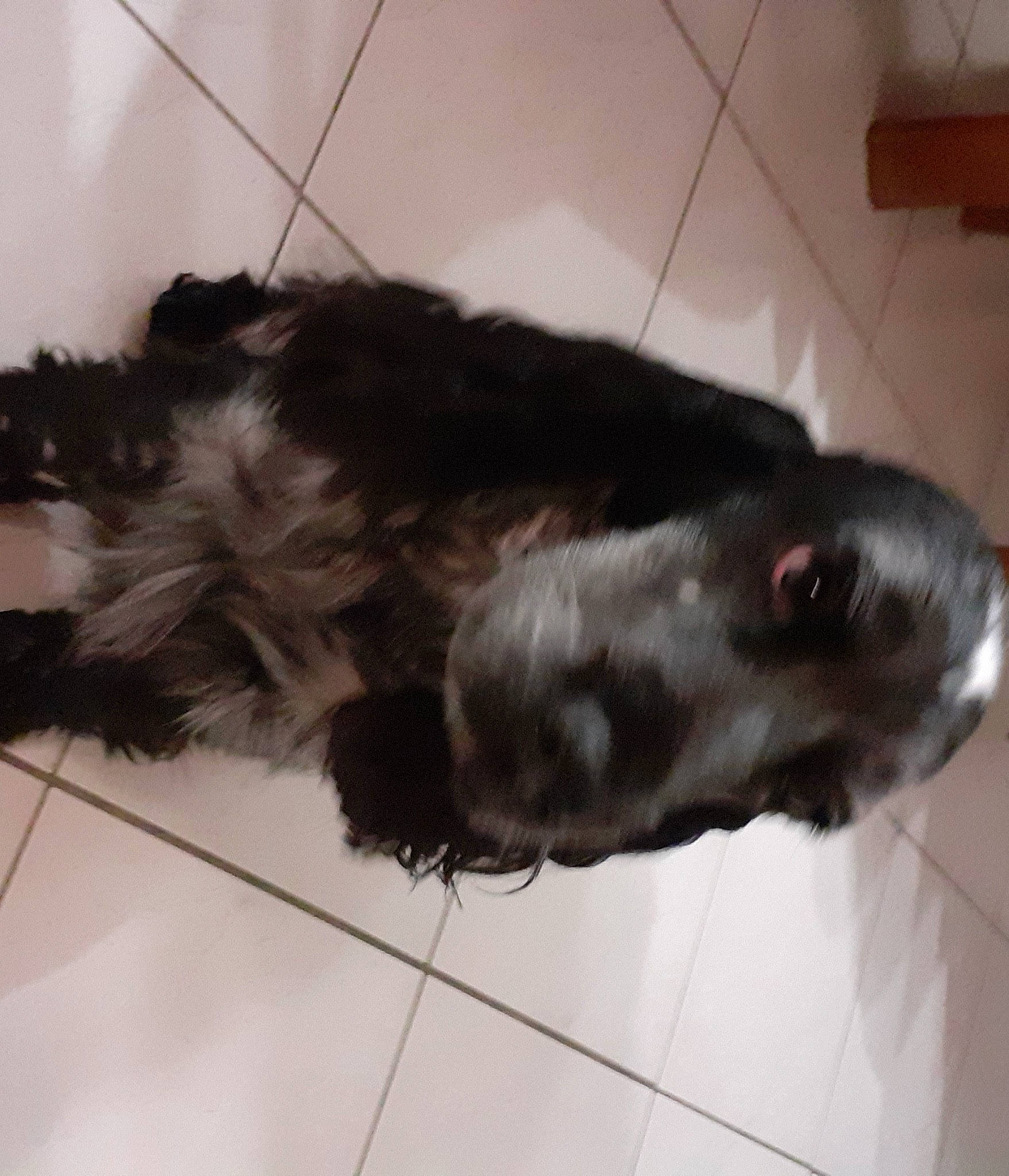 Olga participe au concours pour gagner de l'argent avec cette photo : black, canidae, carnivore, companion_dog, dog, dog_breed, floor, flooring, fur, liver, natural_material, snout, sporting_group, tail, tile, tile_flooring, working_animal