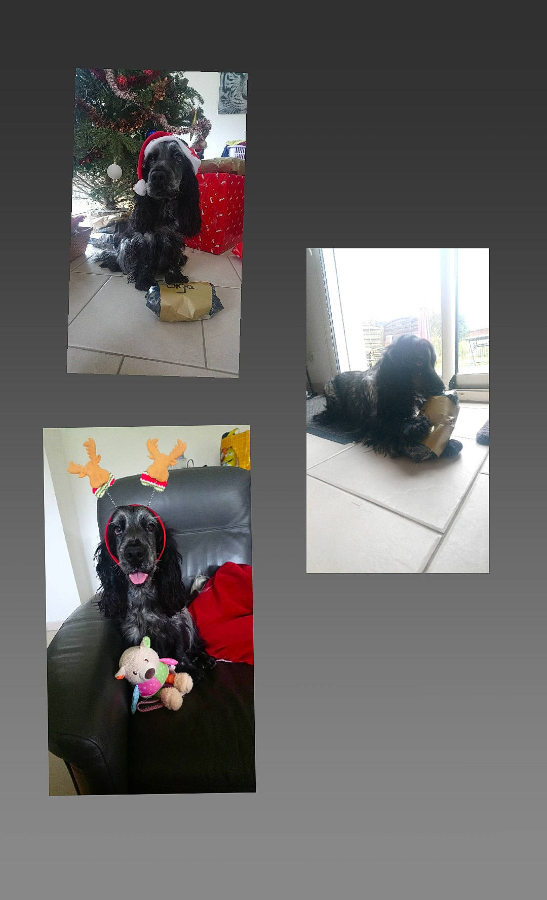 Olga participe au concours pour gagner de l'argent avec cette photo : art, bag, black, carmine, carnivore, comfort, companion_dog, fictional_character, flooring, font, fur, graphic_design, magenta, personal_protective_equipment, room, sitting, teddy_bear