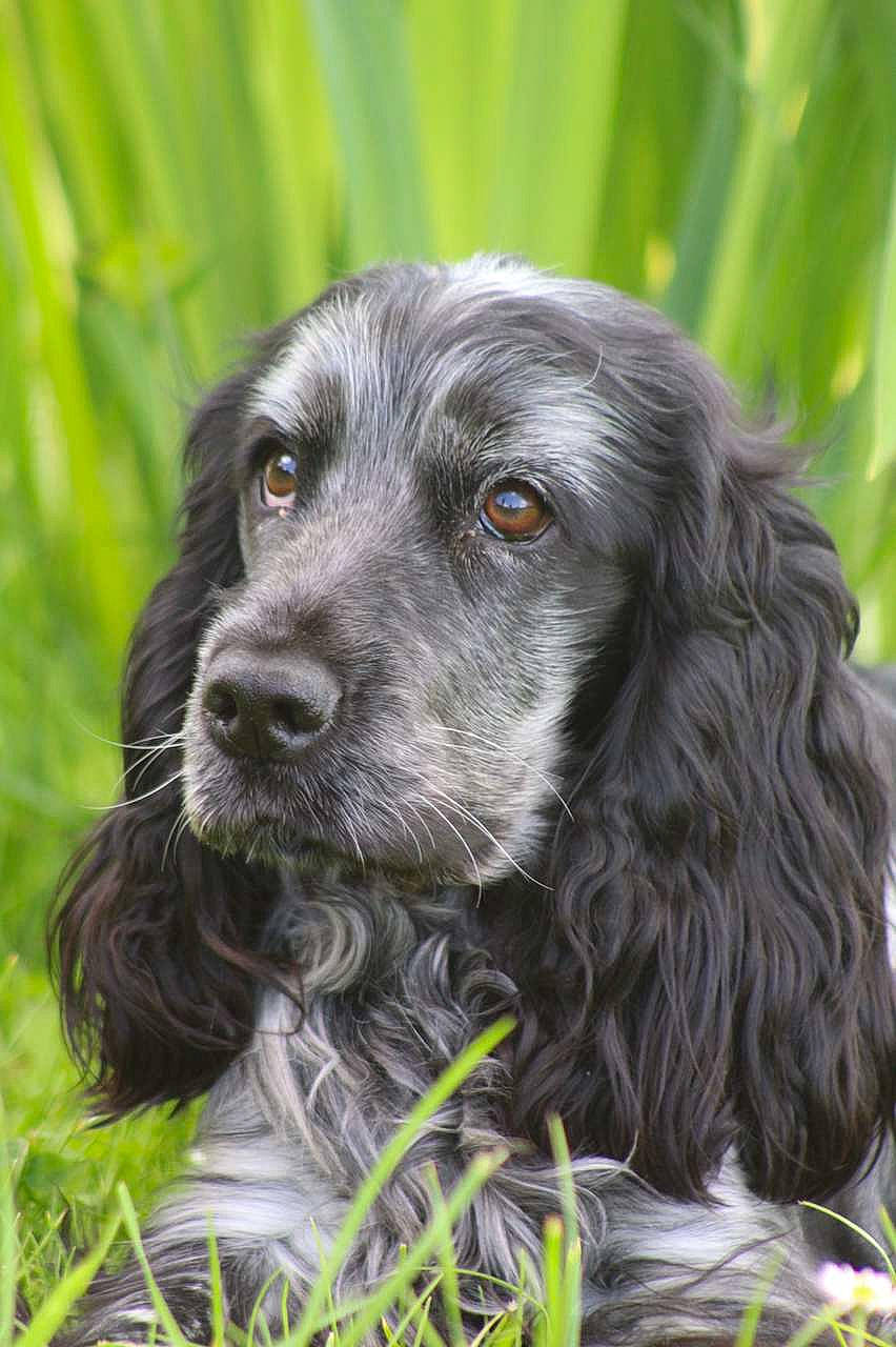Olga participe au concours pour gagner de l'argent avec cette photo : borador, canidae, carnivore, companion_dog, dog, dog_breed, fur, grass, gun_dog, hunting_dog, liver, plant, snout, spaniel, sporting_group, terrestrial_animal, whiskers, working_animal, working_dog