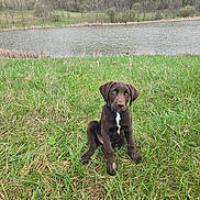 Bentley joined the competition — help win amazing prizes! puppy, dog, grass, river, nature, outdoor, animal, brown_dog, young_dog, water, field, greenery, collar, sitting, pets, canine, grassland, trees, daylight, scenic