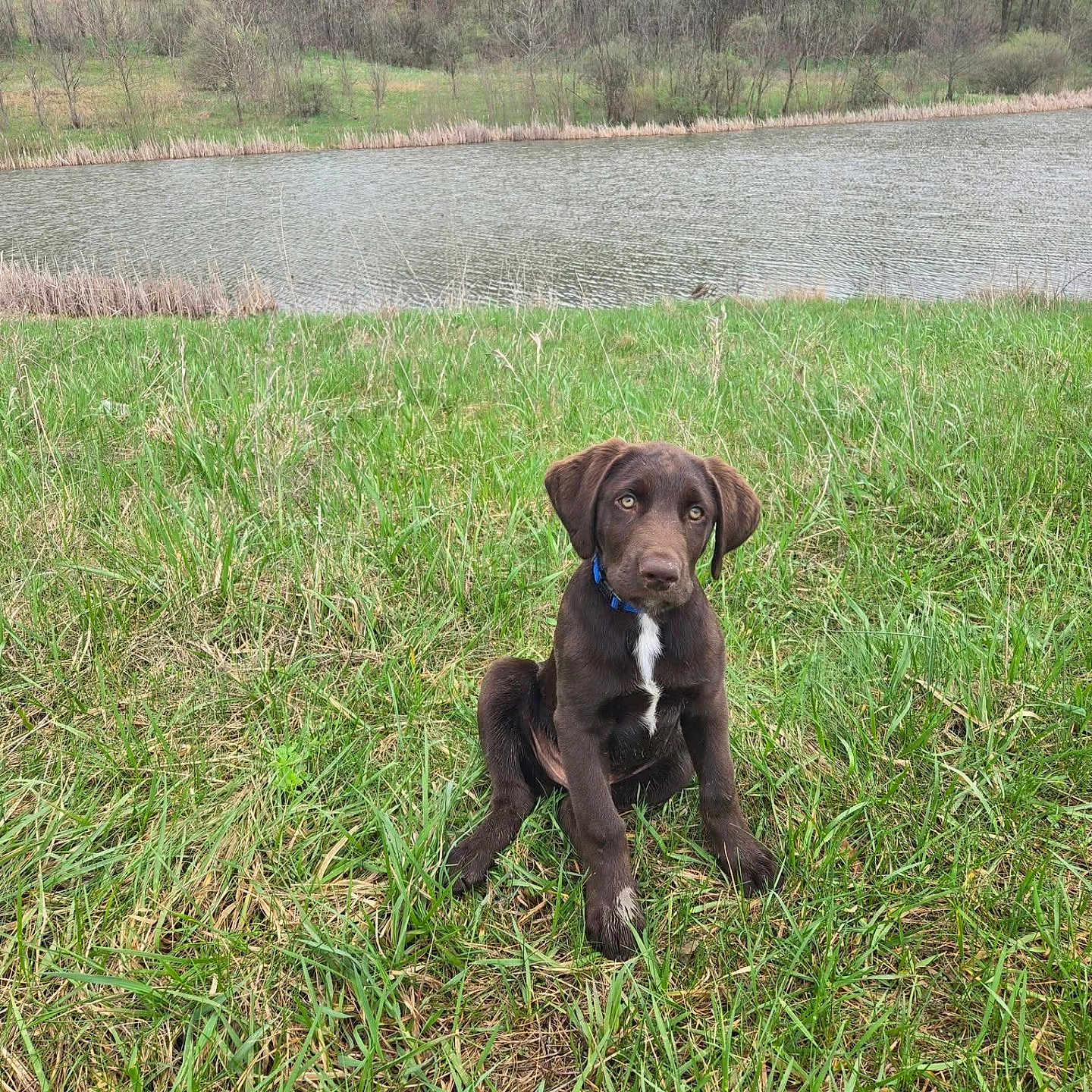Bentley joined the competition — help win amazing prizes! animal, brown_dog, canine, collar, daylight, dog, field, grass, grassland, greenery, nature, outdoor, pets, puppy, river, scenic, sitting, trees, water, young_dog
