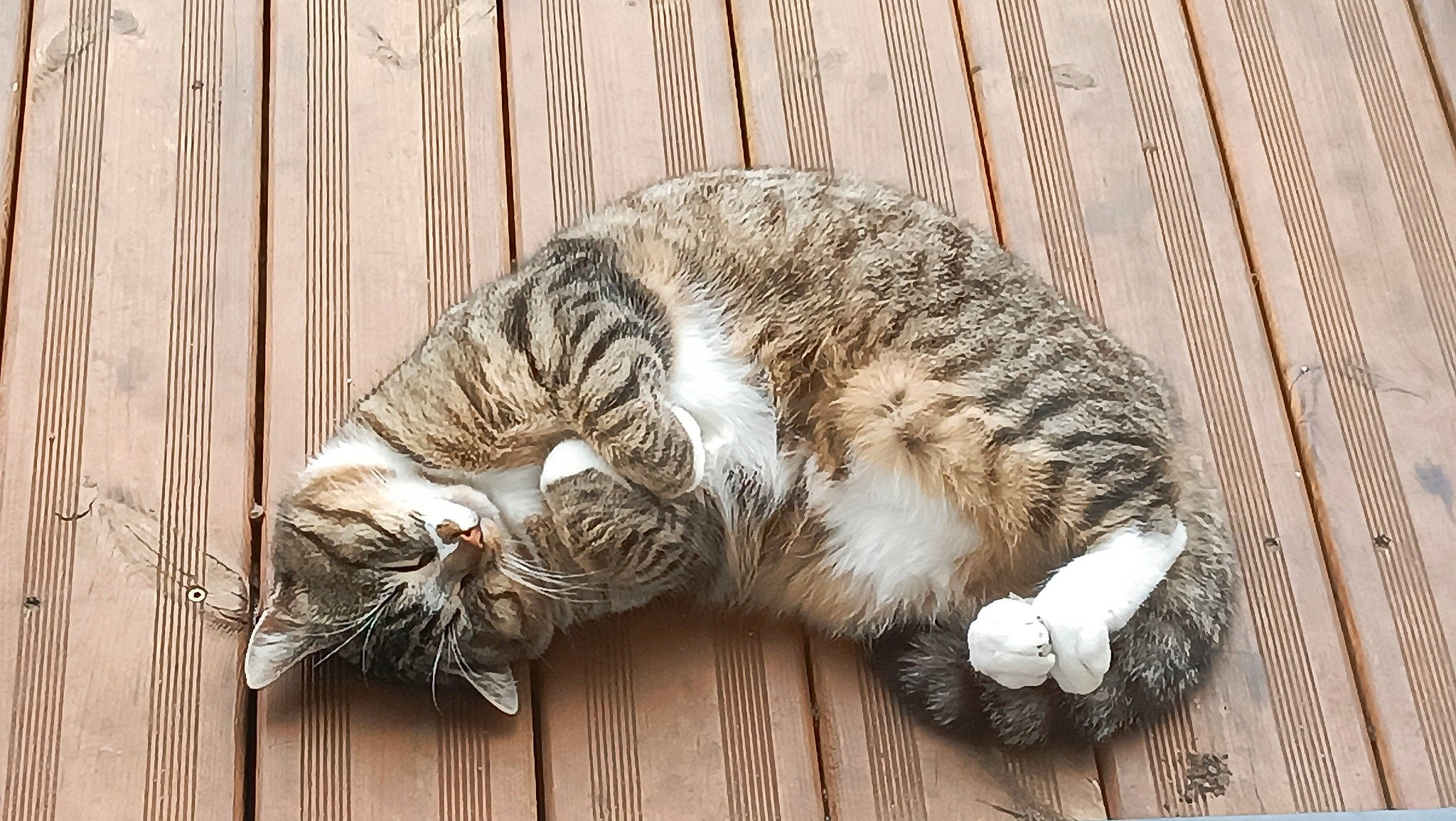 Canaille participe au concours pour gagner de l'argent avec cette photo : carnivore, cat, claw, comfort, domestic_short_haired_cat, felidae, fur, nap, paw, sleep, small_to_medium_sized_cats, snout, tail, terrestrial_animal, whiskers, wood