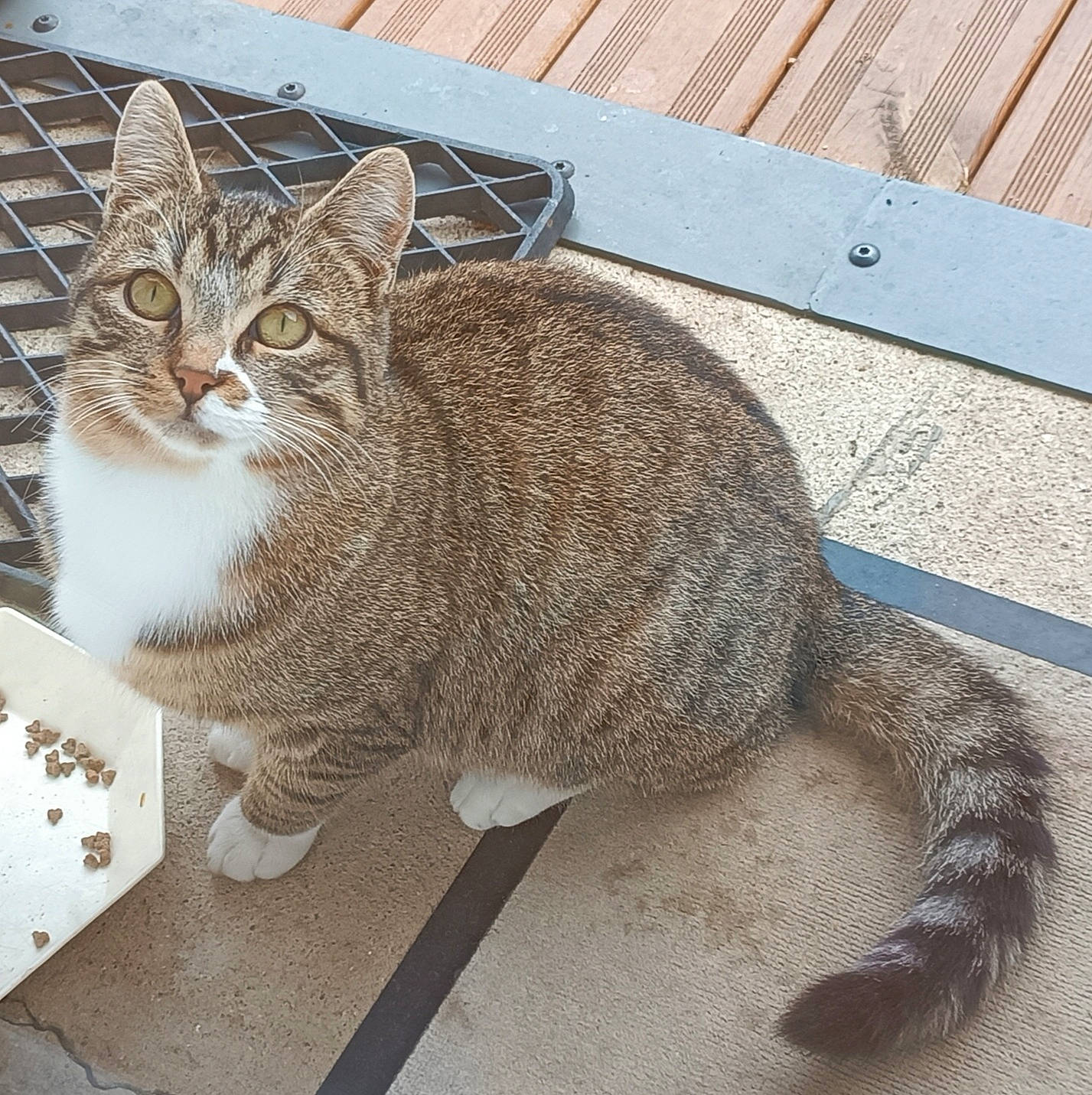 Canaille participe au concours pour gagner de l'argent avec cette photo : carnivore, cat, claw, domestic_short_haired_cat, felidae, flooring, fur, paw, sitting, small_to_medium_sized_cats, snout, tail, terrestrial_animal, whiskers, wildlife, window, wood