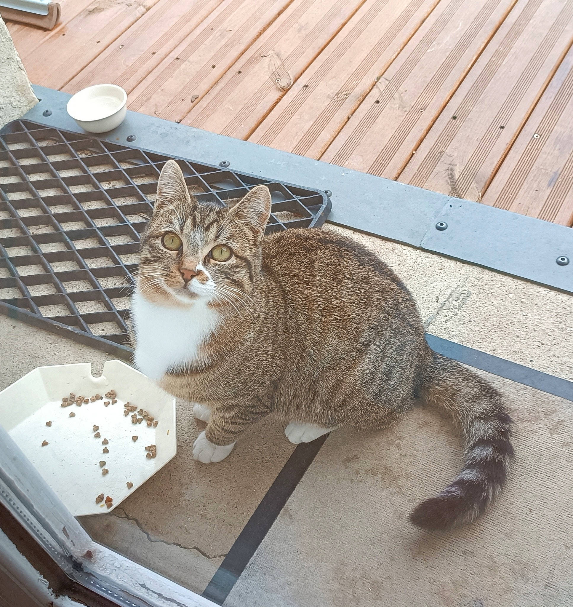 Canaille participe au concours pour gagner de l'argent avec cette photo : box, carnivore, cat, claw, comfort, domestic_short_haired_cat, felidae, foot, fur, grey, paw, pet_supply, sitting, small_to_medium_sized_cats, tail, terrestrial_animal, whiskers, window, wood