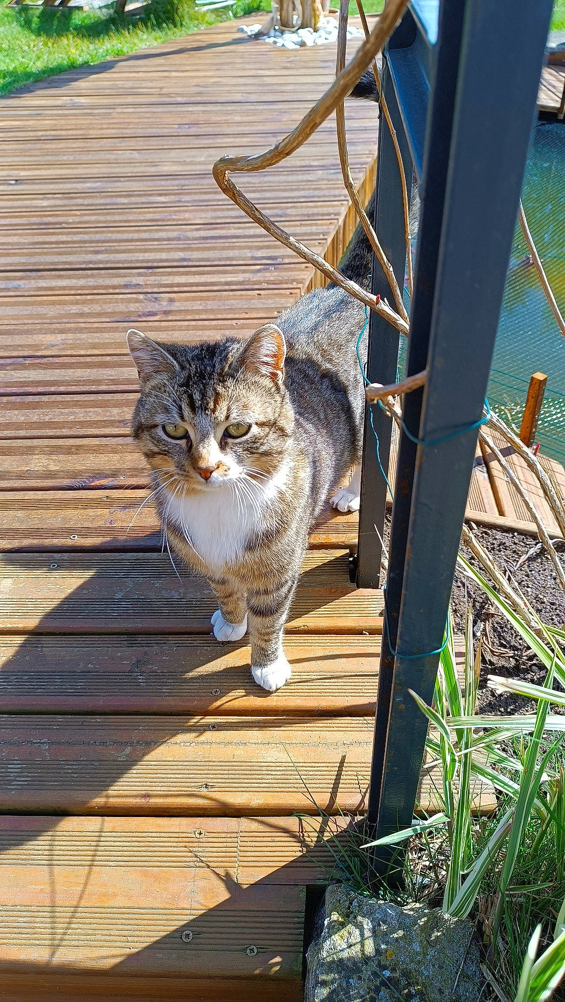 Canaille a rejoint le concours — aidez-le/la à gagner de superbes lots ! carnivore, cat, domestic_short_haired_cat, fawn, felidae, fur, grass, hardwood, metal, plant, roof, small_to_medium_sized_cats, snout, tail, terrestrial_animal, tree, twig, whiskers, wildlife, wood