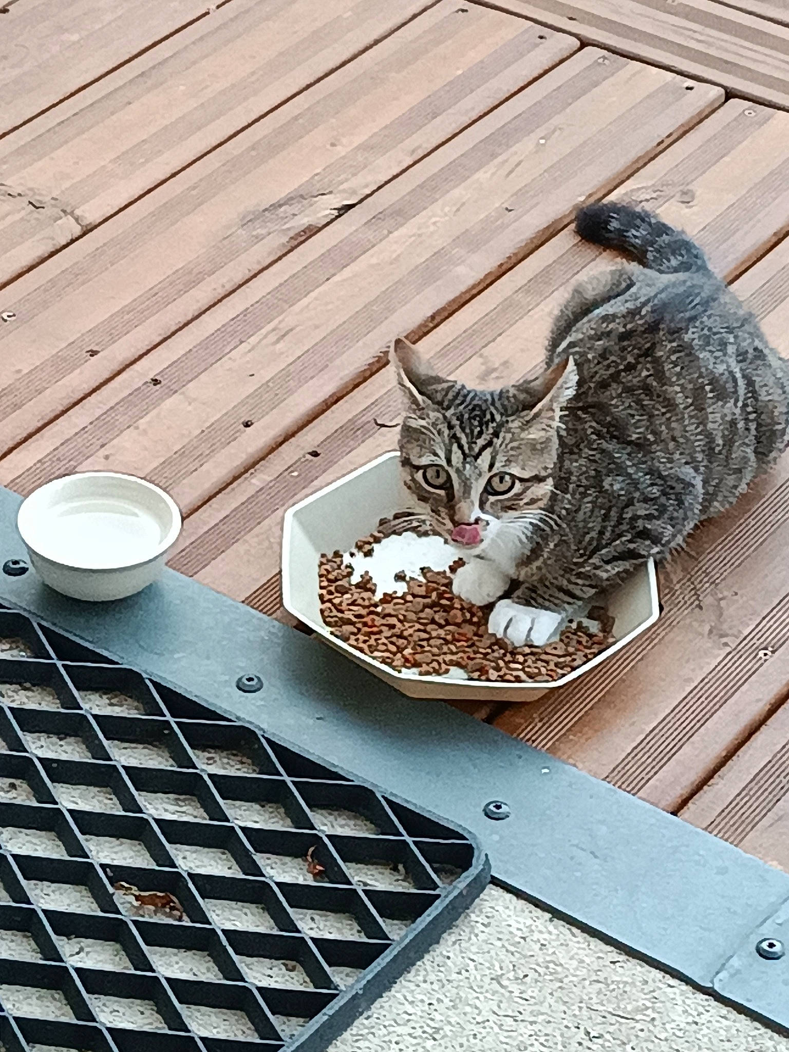 Canaille participe au concours pour gagner de l'argent avec cette photo : carnivore, cat, cup, dishware, domestic_short_haired_cat, felidae, flooring, food, grey, hardwood, ingredient, recipe, rectangle, serveware, small_to_medium_sized_cats, table, tableware, tail, whiskers, wood