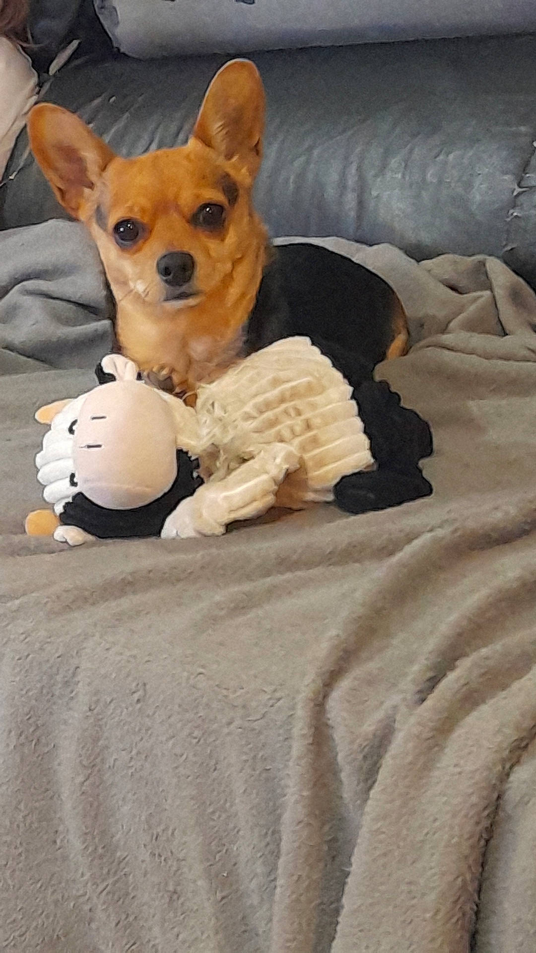 Perla
