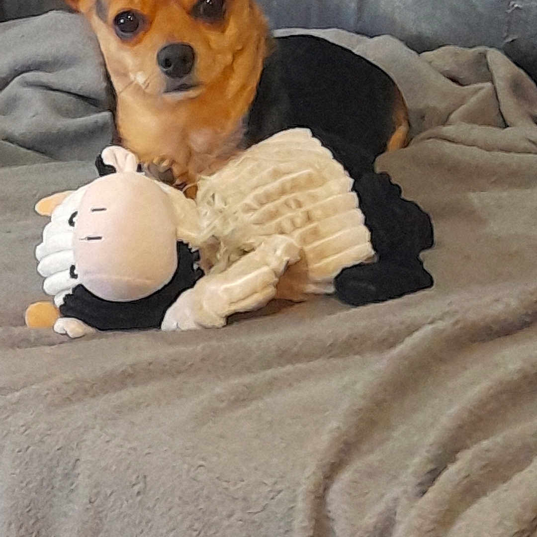 Perla