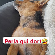 Perla participe au concours pour gagner de l'argent avec cette photo : dog, sleeping, couch, blanket, indoor, pet, fur, resting, cozy, canine, relaxation, home, animal, brown_fur, black_fur, ears, snout, text_overlay, emoji, comfort