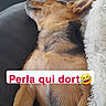 dog, sleeping, couch, blanket, indoor, pet, fur, resting, cozy, canine, relaxation, home, animal, brown_fur, black_fur, ears, snout, text_overlay, emoji, comfort