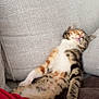 Joséphine participe au concours pour gagner de l'argent avec cette photo : kitten, cat, sleeping, calico, couch, blanket, cozy, relaxed, pet, fur, indoor, nap, animal, cute, domestic_animal, feline, resting, soft_texture, home, young_cat