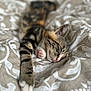 Joséphine a rejoint le concours — aidez-le/la à gagner de superbes lots ! kitten, sleeping, paw, blanket, pattern, cozy, fur, tabby, cute, resting, animal, pet, bed, soft_focus, closeup, whiskers, pink_nose, relaxing, indoor, comfort