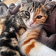 Joséphine participe au concours pour gagner de l'argent avec cette photo : cat, kitten, close_up, multicolored, fur, whiskers, eyes, nose, texture, blanket, cozy, indoor, flooring, water_bottle, relaxing, pet, animal, cute, soft, home