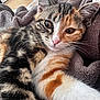 cat, kitten, close_up, multicolored, fur, whiskers, eyes, nose, texture, blanket, cozy, indoor, flooring, water_bottle, relaxing, pet, animal, cute, soft, home