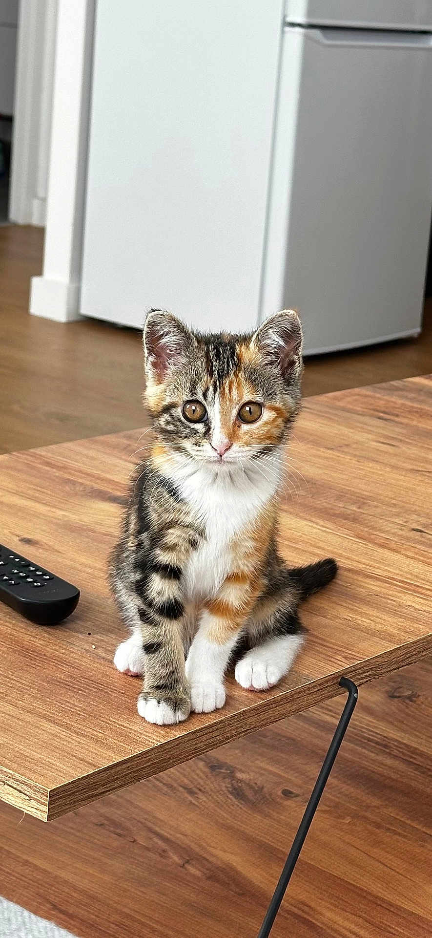 Joséphine participe au concours pour gagner de l'argent avec cette photo : kitten, cat, calico, pet, animal, wooden_table, indoor, curious, sitting, feline, young, cute, domestic, eyes, fur, whiskers, floor, remote_control, home, cozy