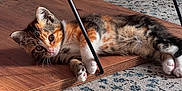 Joséphine participe au concours pour gagner de l'argent avec cette photo : kitten, cat, calico, wooden_board, carpet, indoor, pet, animal, feline, relaxing, cute, small, curious, paws, ears, eyes, table_legs, home, floor, resting