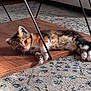 kitten, cat, calico, wooden_board, carpet, indoor, pet, animal, feline, relaxing, cute, small, curious, paws, ears, eyes, table_legs, home, floor, resting