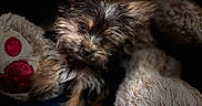 Pixie is registered to the contest to win money with this photo: bed, closeup, cozy, cute, dark_background, dog, eyes, fur, head_tilt, nose, paw, pet, plush, portrait, puppy, soft_texture, spotlight, stuffed_toy, teddy_bear, yorkshire_terrier