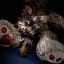 puppy, dog, yorkshire_terrier, pet, cute, stuffed_toy, teddy_bear, plush, fur, paw, closeup, portrait, head_tilt, eyes, nose, dark_background, spotlight, soft_texture, bed, cozy