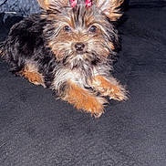 Pixie joined the competition — help win amazing prizes! dog, puppy, small_dog, fluffy, ears, pink_bows, pet, cute, animal, lying_down, fur, brown, black, indoor, blanket, cozy, face, looking_at_camera, adorable, companion