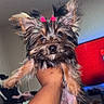 Pixie is registered to the contest to win money with this photo: dog, puppy, small_dog, fluffy, pink_bows, ears, tattoo, hand, indoor, living_room, television, blurred_background, cute, pet, animal, furry, adorable, holding, scruffy, curious