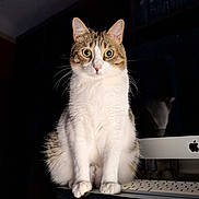 Shuri a rejoint le concours — aidez-le/la à gagner de superbes lots ! cat, wide_eyes, white_fur, tabby, computer, keyboard, desk, indoor, reflection, technology, pet, animal, curious, sitting, feline, domestic_cat, close_up, focused, household, lamp