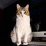 cat, wide_eyes, white_fur, tabby, computer, keyboard, desk, indoor, reflection, technology, pet, animal, curious, sitting, feline, domestic_cat, close_up, focused, household, lamp