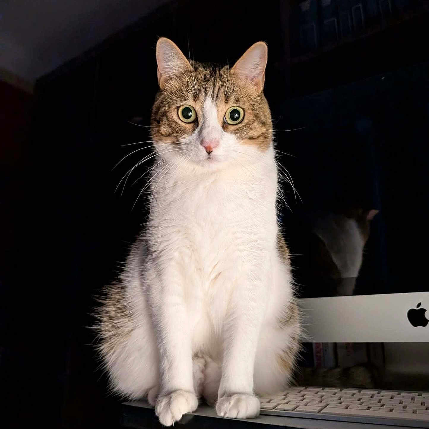 Shuri a rejoint le concours — aidez-le/la à gagner de superbes lots ! animal, cat, close_up, computer, curious, desk, domestic_cat, feline, focused, household, indoor, keyboard, lamp, pet, reflection, sitting, tabby, technology, white_fur, wide_eyes