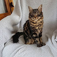 Vinny participe au concours pour gagner de l'argent avec cette photo : cat, tabby_cat, pet, feline, fluffy, sitting, indoor, blanket, cozy, window, wood, fur, animal, domestic_animal, cute, portrait, relaxed, household, furniture, calm