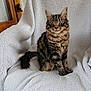 cat, tabby_cat, pet, feline, fluffy, sitting, indoor, blanket, cozy, window, wood, fur, animal, domestic_animal, cute, portrait, relaxed, household, furniture, calm
