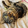 cat, tabby, pet, animal, whiskers, bed, white_bed_sheet, indoor, fur, close_up, cute, relaxed, laying_down, yellow_eyes, curious, playful, domestic_cat, feline, soft_lighting, cozy