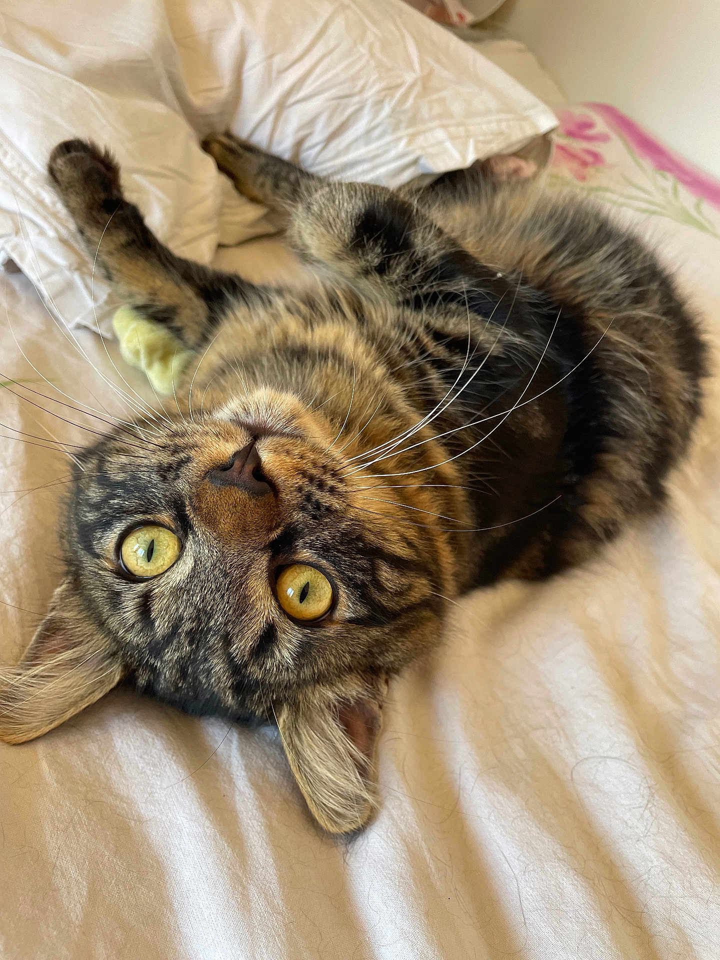 Vinny participe au concours pour gagner de l'argent avec cette photo : cat, tabby, pet, animal, whiskers, bed, white_bed_sheet, indoor, fur, close_up, cute, relaxed, laying_down, yellow_eyes, curious, playful, domestic_cat, feline, soft_lighting, cozy